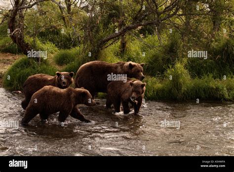 Grizzly Bear Ursus Arctos Female With 2 Year Old Cubs Photographed In