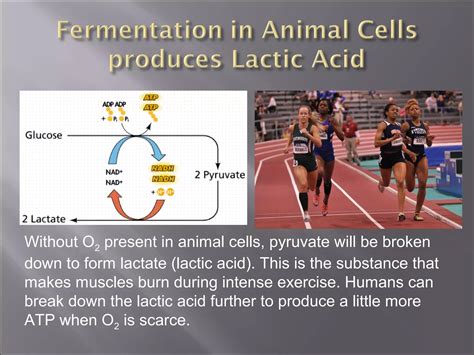 Lactic Acid Fermentation Ppt