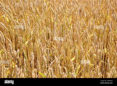 Wheat Field Detail Stock Photo Alamy