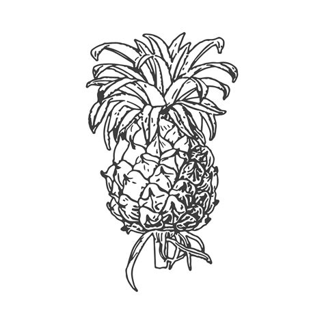 Pineapple Fruit Drawing Free Stock Photo - Public Domain Pictures