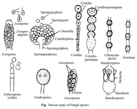 General Characteristics Of Fungi Habitat Nutrition Vegetative Structure Fungal Cell