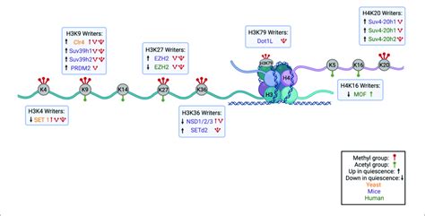 Summary Of Histone Modifications On H3 And H4 Tail With Their