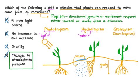 Response To Stimuli Plants