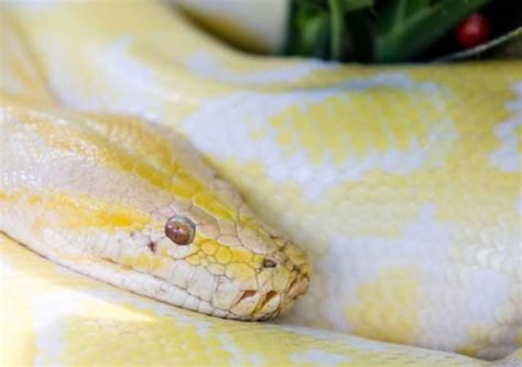banana ball python morph facts  care guides