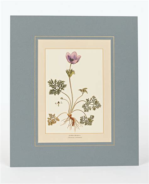 ANEMONE CORONARIA | Mediterraneo Eshop