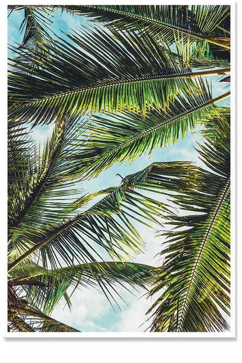 Palm Leaf, Nature Themed Wall Art Print - Pyaarnation