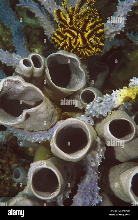 Invertebrates Animals Sponges