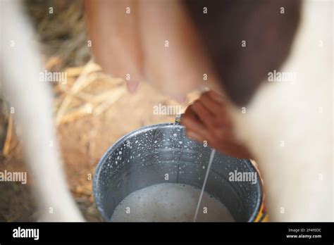 Cow Teat Being Milked In Dairy Farm Milking Of Cattle In Cowshed Stock