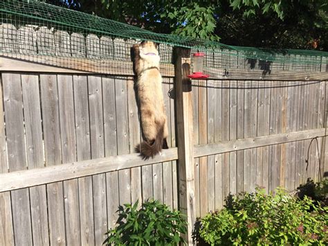 How To Keep A Cat From Jumping The Fence - Cat Lovster