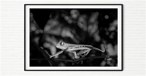 Photography Print Of Red Eyed Tree Frog In The Rainforest Black And