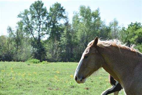 Horse Face Close Up stock image. Image of background - 113944453