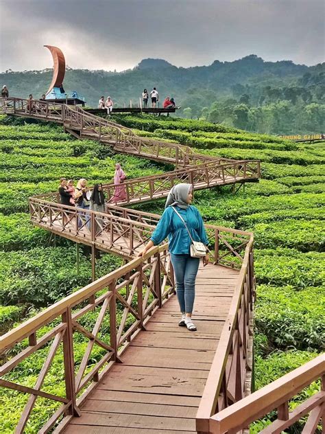 Wisata Alam Menawan Kebun Teh Gunung Gambir Jember Jawa Timur