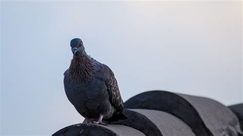 Merpati Burung Atap Foto Gratis Di Pixabay Pixabay