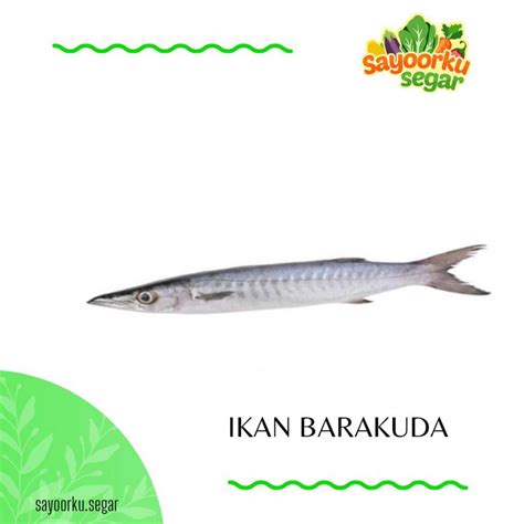 Jual Ikan Barakuda Ikan Barakuda Utuh 500gr 1kg Shopee Indonesia