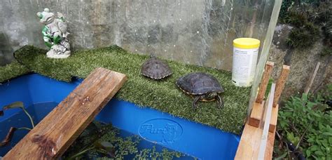 Mi Jardin Y Mi Huerto Hacer Un Estanque De Tortugas Alto 2016