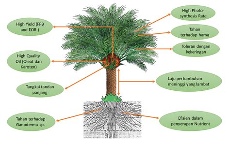 Gambar Daun Kelapa Sawit Gambar Bagian Tumbuhan | Porn Sex Picture