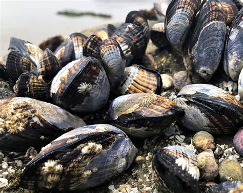 Dangerous Levels Of Paralytic Shellfish Poisoning Psp Toxins Have