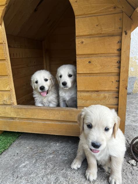 Puisori Golden Retriever Cu Pedigree Constanta Olx Ro