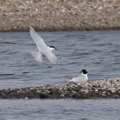 Rye Harbour Nature Reserve Wildlife Sightings June 2023 Sussex