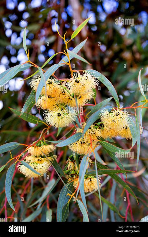 Tasmanian Blue Gum Blue Gum Southern Blue Gum Eucalyptus Globulus