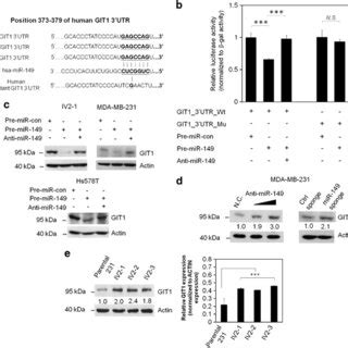 Model Of Mir Git Regulation Pathways In Regulating Breast Cancer