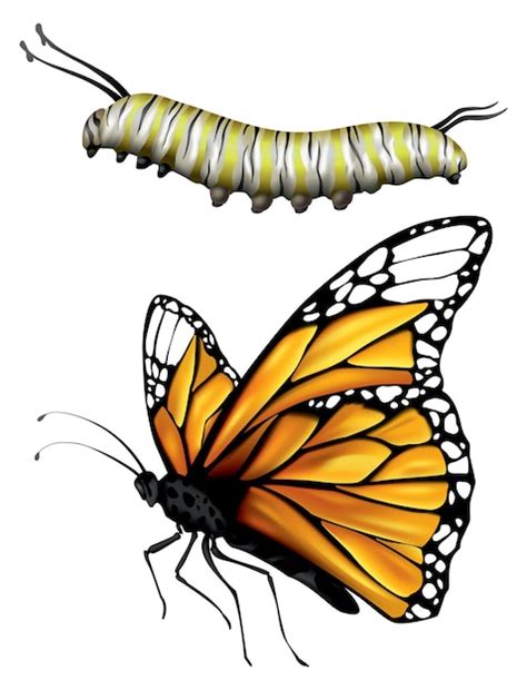 Caterpillar To Butterfly Cycle Clipart