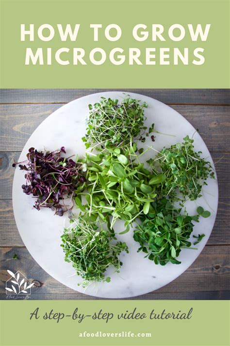 How To Grow Microgreens A Complete Guide Ihsanpedia