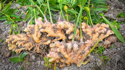 How to Plant, Grow, and Care For Ginger Plants | Garden