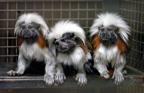 Cotton Top Tamarin Facts Description Conservations Status Pictures