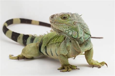 Premium Photo Big Green Iguana Lizard Isolated On A White Background