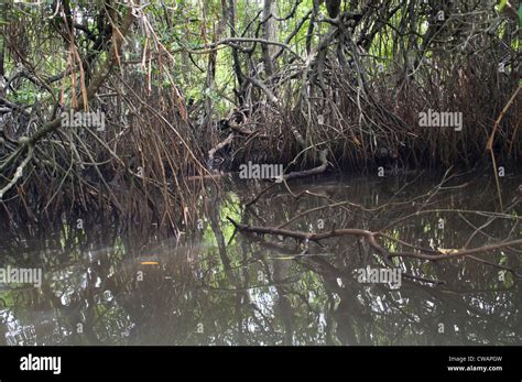 Mangrove Swamp On Island In Hi Res Stock Photography And Images Alamy