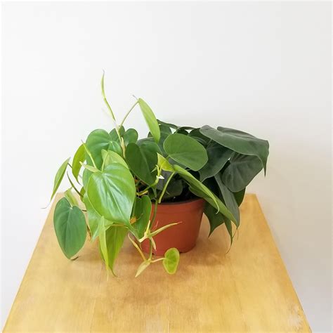 Heart Leaf Philodendron The Grow Centre Atelier Yuwa Ciao Jp