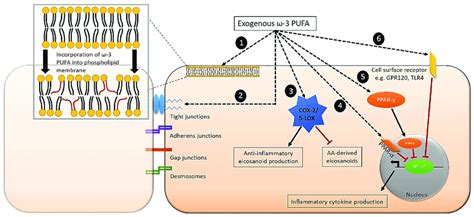 Proposed Mechanisms Involved In Pufa Regulation Of Inflammation In