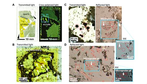 Applications of optical microscopy. (A) Transmitted light image showing ...