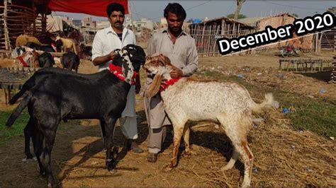 Wednesday Mandi Update Lahore Shahpur Kanjra Bakra Mandi 2020 Cattle Of