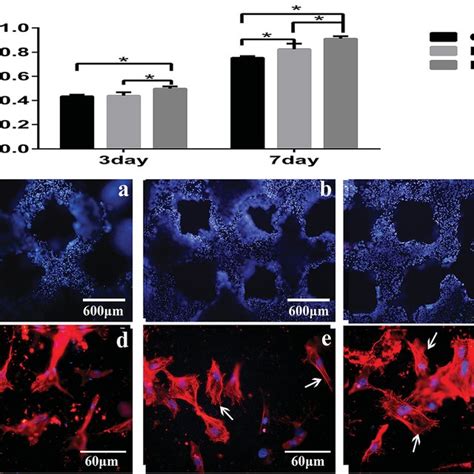 A Measurement Of MSCs Proliferation By CCK 8 Assay After 3 And 7 Days