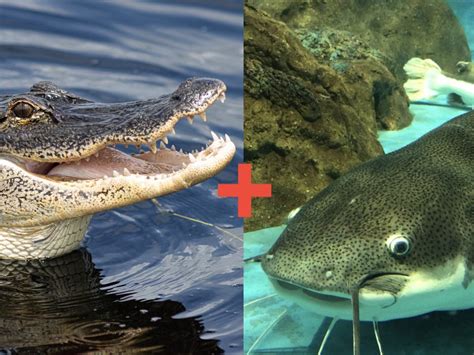 Scientists Are Modifying Catfish With Alligator Dna To Create Hybrids