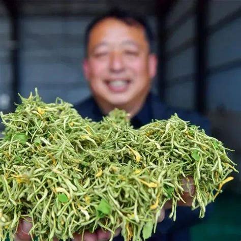 董王庄乡姚村村：金银花香飘富民路【组图】种植洛阳中药材