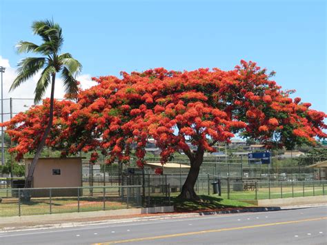 90 Best Flowering Trees For Florida By Color And W Photos Progardentips