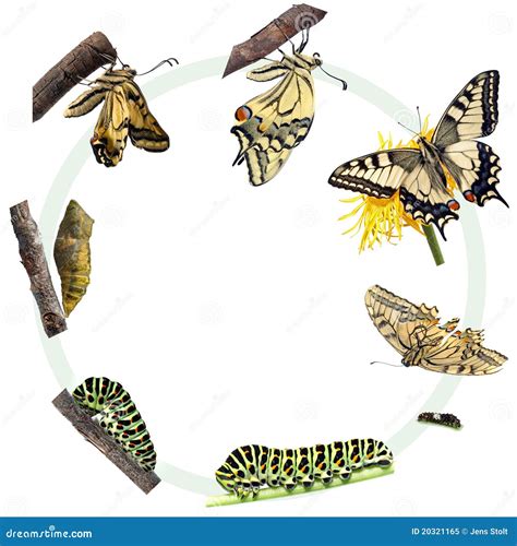 Life Cycle Of The Swallowtail Butterfly Royalty Free Stock Photo