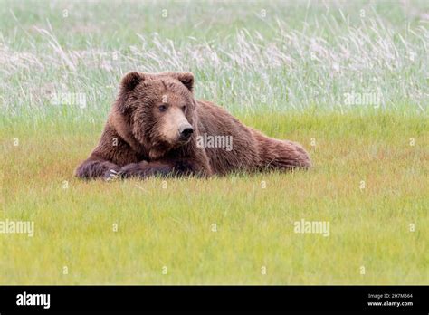 Alaska Peninsula Brown Bear or Coastal Brown Bear Stock Photo - Alamy