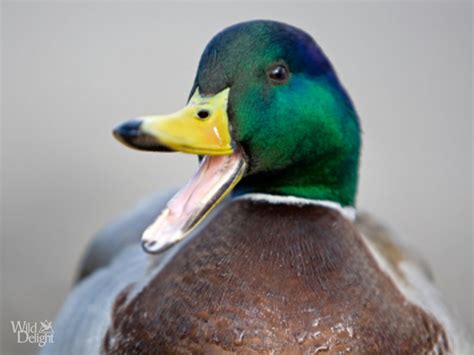 Mallard Duck Wild Delightwild Delight