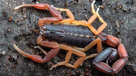 Tag Bark Scorpion Identification