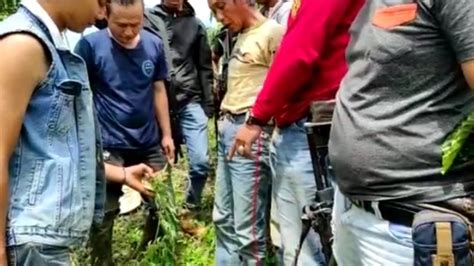 Polisi Amankan Tanaman Ganja Seluas Satu Hektare Di Empat Lawang