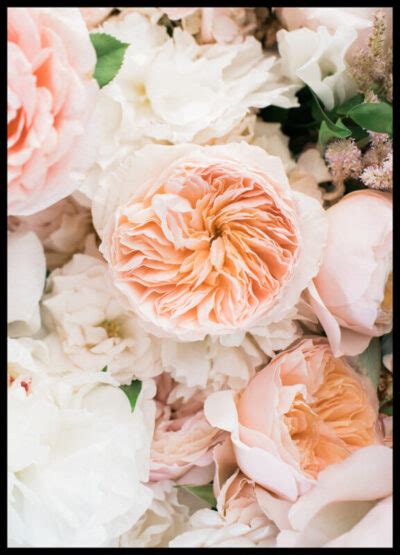 Foto Plakat Pastel Roses My White Type