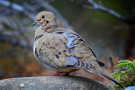 Mourning Dove Facts Animals Of North America Worldatlas