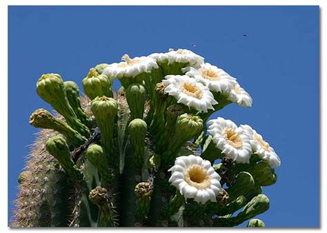 Saguaro Cactus - DesertUSA