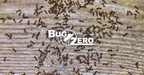 ant control services expert ant exterminators bug