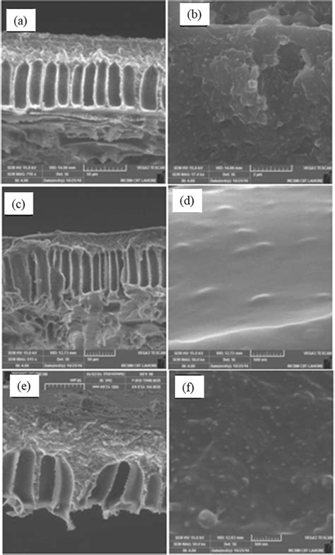 Cross Sectional And Surface SEM Images Of MMMs With Different Loadings