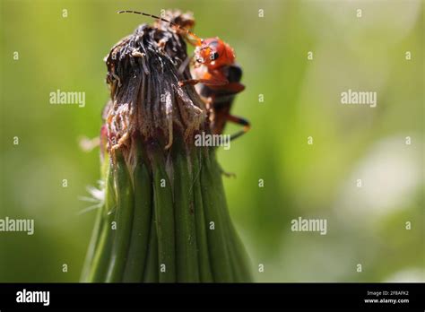 macro   red parasite   plant   blurred green background stock